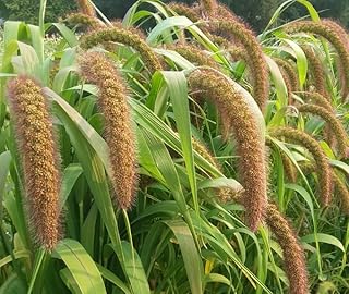 Golden Millet Seeds 1 lb. Waterfowl Ducks Food Plot Seeds
